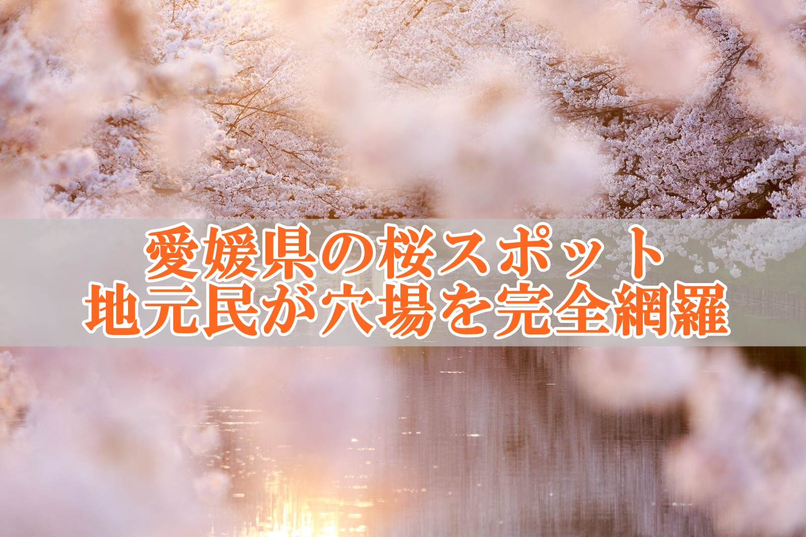 愛媛の桜穴場スポット完全網羅！おすすめの花見場所を地元民が紹介