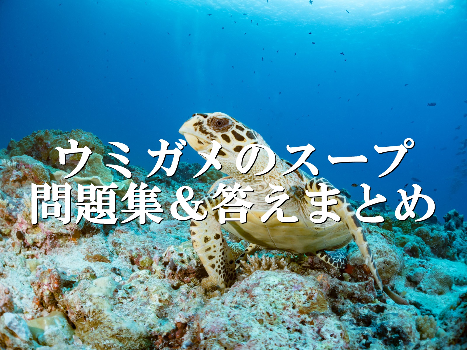 ウミガメのスープ問題集＆答え！面白いおすすめ良問だけを厳選した